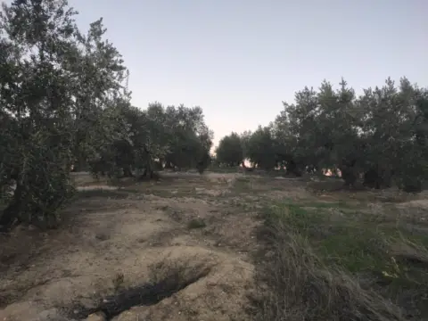 Finca rústica en calle Termino de Nueva Carteya