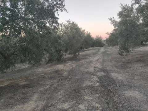 Finca rústica en calle Termino de Nueva Carteya
