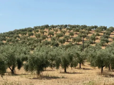 Finca rústica en Carretera de Castro del Río