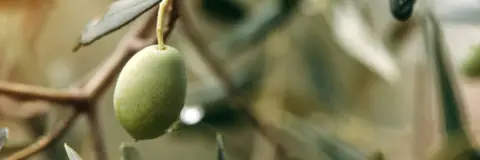 Finca rústica en La Concepción