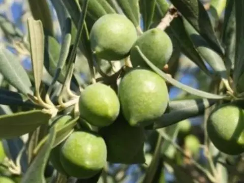 Finca rústica en Montilla