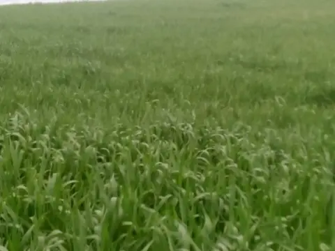 Finca rústica en calle Termino de Castro del Rio