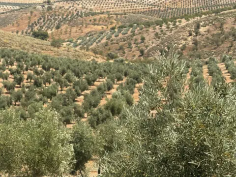 Finca rústica en Cacín