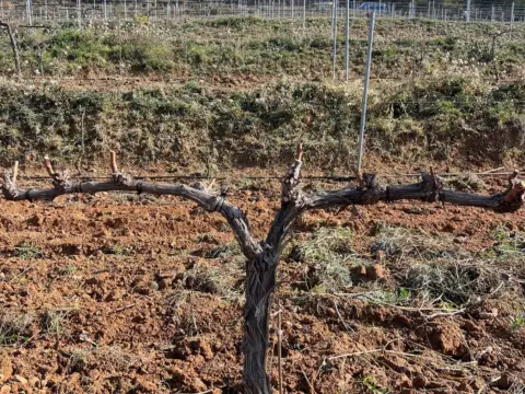 Finca rústica en Carretera Gratallops