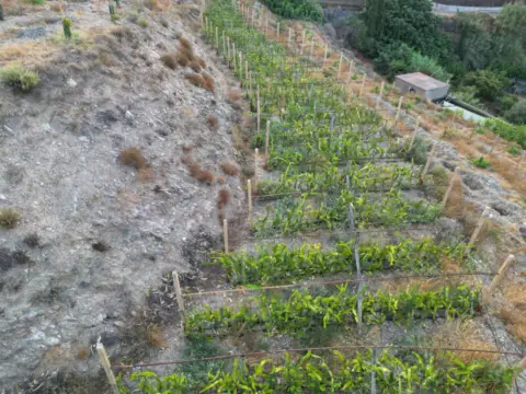 Finca rústica en Torrenueva