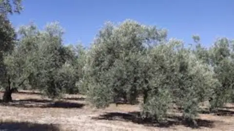 Finca rústica en Pasaje Pago del Barrio, nº 1
