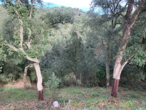 Terreno en Carrer de la Llanega Blanca, 900