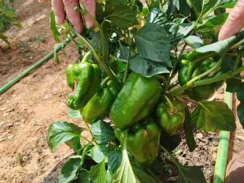 Terreno en Camino Almendral
