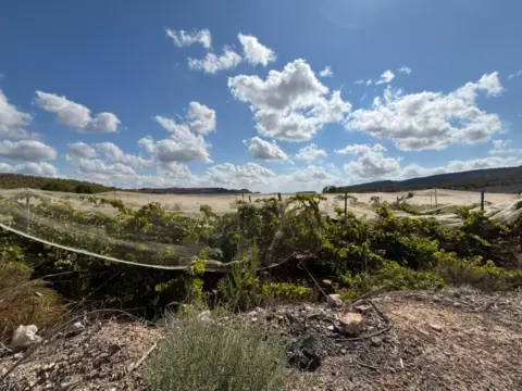 Terreno en calle Llano de Las Bojas (Aledo), nº S/N