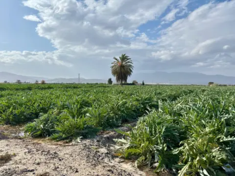 Terreno en calle Zona de La Torremocha, nº S/N