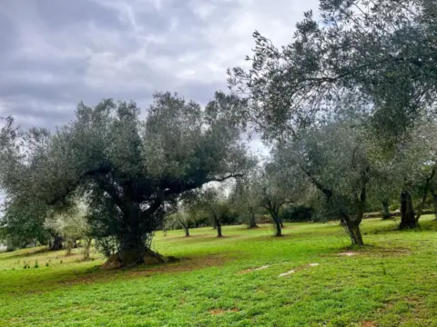 Finca rústica en Polígono Partida Centelles, nº 10