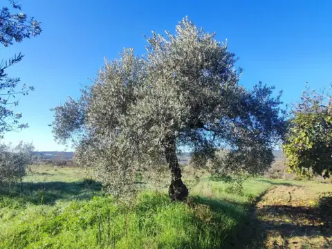 Terreno en Carretera de Artasona, nº SN