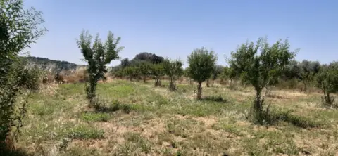 Finca rústica en Polígono Parcela 351 Coneller, Santa Maria de Dulcis