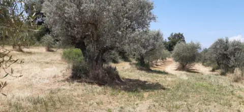 Finca rústica en Polígono Parcela 351 Coneller, Santa Maria de Dulcis