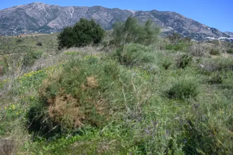 Terreno en Urbanización Loma del Flamenco, 1