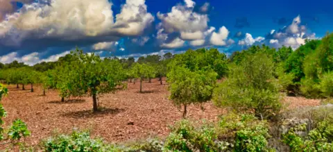 Finca rústica en Polígono 16, nº 63