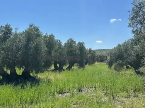 Finca rústica en calle Carretera Cortijo Alcantarilla