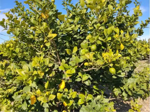 Finca rústica en Camino Huerta De Abajo