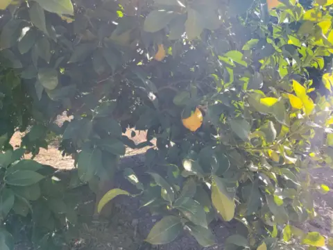 Finca rústica en Camino Huerta De Abajo
