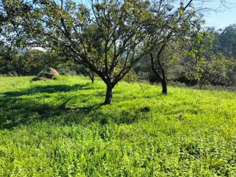 Terreno en calle Ñora, nº 1