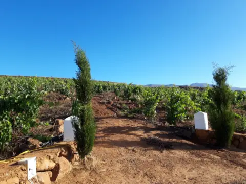 Terreno en Carretera General de Vilaflor