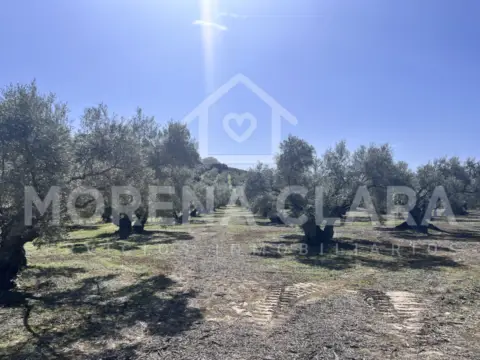 Finca rústica en Olivar