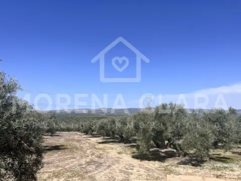 Finca rústica en Olivar