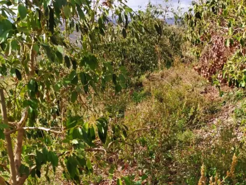 Terreno en calle Camino Sayalonga