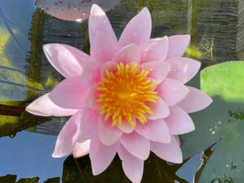 Casa en calle de los Álamos