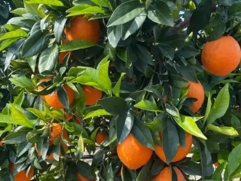 Terreno en calle Borrajo