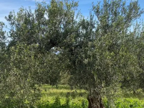Terreno en calle Borrajo