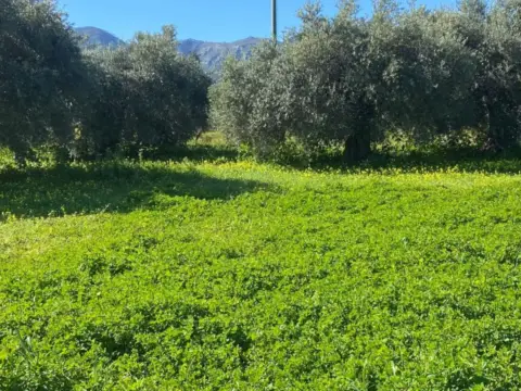 Terreno en La Alquería-Torrealquería