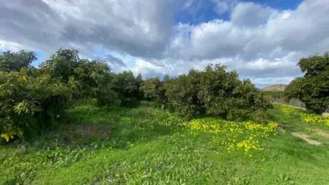 Terreno en La Alquería-Torrealquería