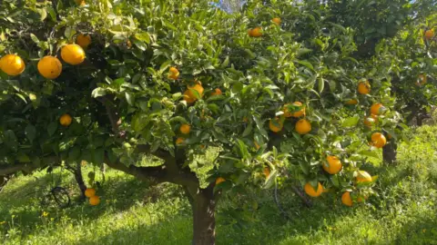 Terreno en La Alquería-Torrealquería