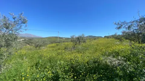 Terreno en Álora