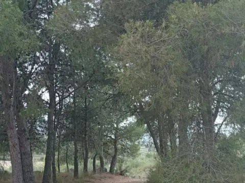 Finca rústica en calle Partida La Basseta del Bissell