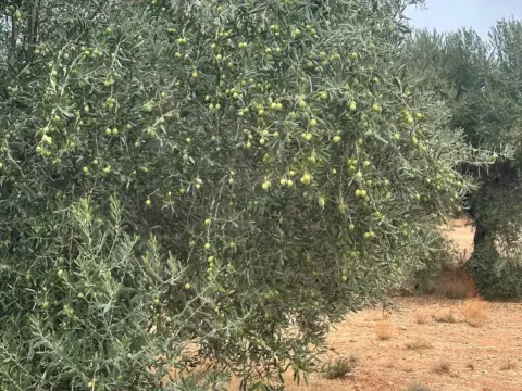 Finca rústica en calle de Jaén, 1
