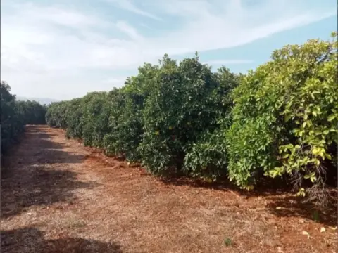 Finca rústica en Beniarbeig