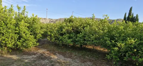 Terreno en Carretera de Murcia