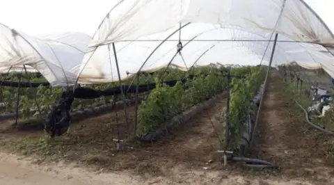 Finca rústica en Moguer