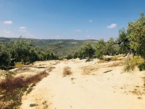 Terreno en Torredelcampo