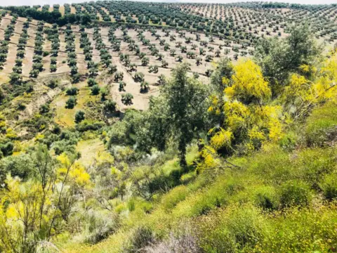 Terreno en Torredelcampo