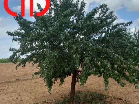 Terreno en calle de Francisco García Pavón, 112