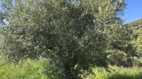 Terreno en Aliseda