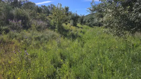 Terreno en Aliseda