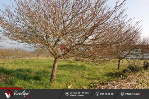 Terreno en Finca Soleada en Careñes, Villaviciosa, Finca Edificale Con Pomarada y Frutales