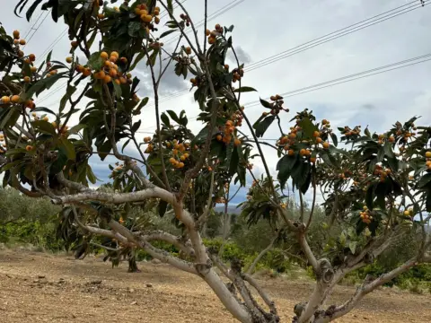 Finca rústica en Polígono Partida de Les Peses