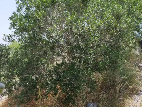 Terreno en Pasaje los Fuentes, nº 1