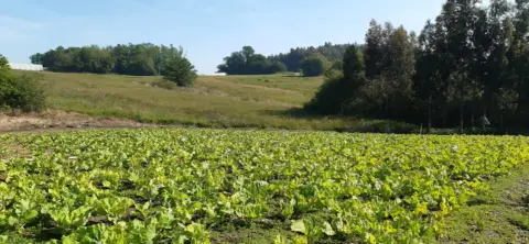 Terreno en Pasaje Rebollada, Blo. 1