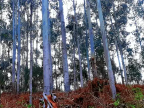 Terreno en calle de Pedra